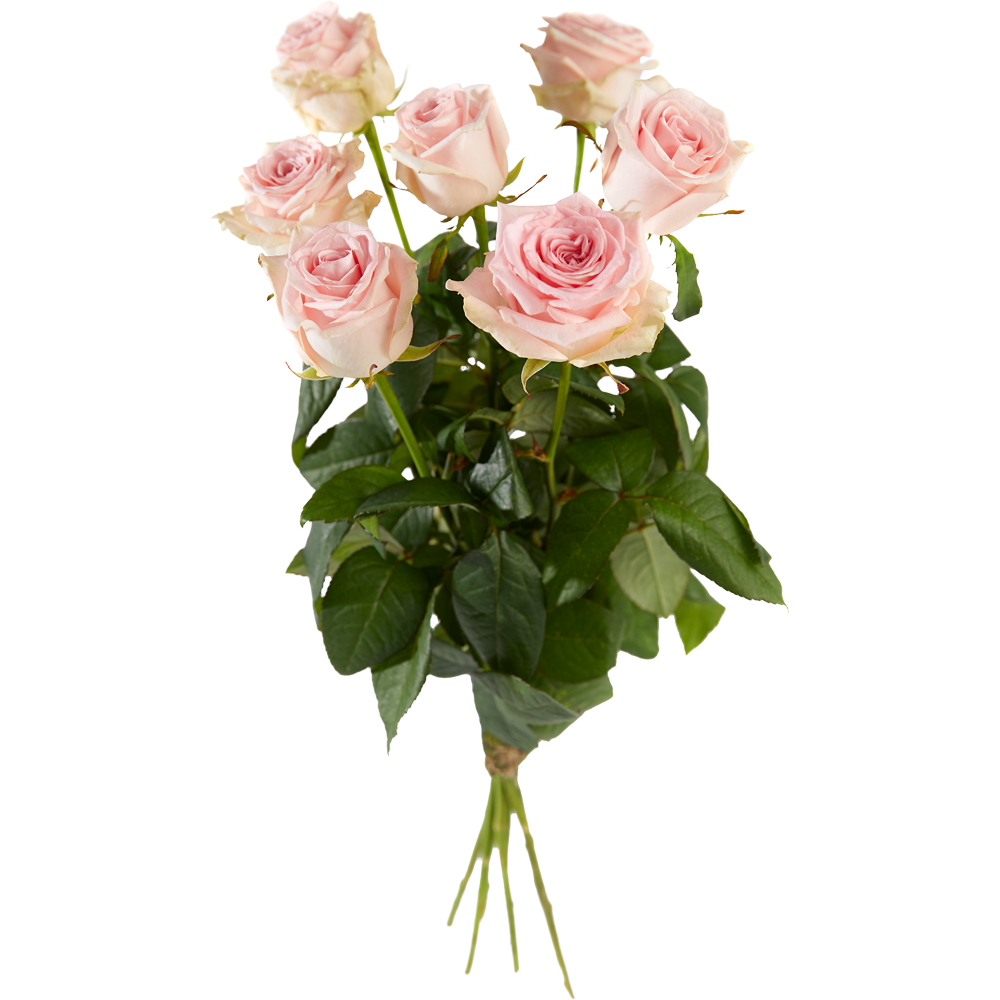 Rozen Archieven Bloemenhuis Bouman